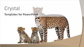  Presentation with spotted sheep - Cool new presentation theme with spotted-leopard-with-her-two backdrop and a white colored foreground