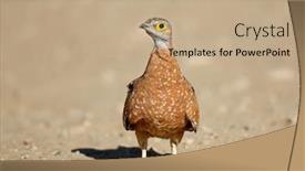  Presentation with south africa - PPT layouts with spotted-or-burchells-sandgrouse-pterocles background and a coral colored foreground