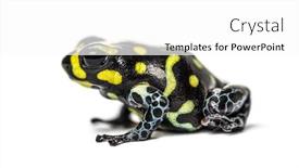  Presentation with poison - Cool new slide set with spotted-poison-frog-spotted-poison backdrop and a white colored foreground
