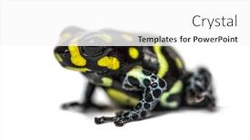  Presentation with poison - Amazing PPT theme having spotted-poison-frog-spotted-poison backdrop and a white colored foreground