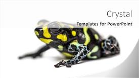  Presentation with poison - Colorful theme enhanced with spotted-poison-frog-spotted-poison backdrop and a white colored foreground