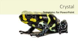  Presentation with poison - Colorful presentation theme enhanced with spotted-poison-frog-spotted-poison backdrop and a blonde colored foreground