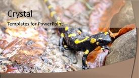  Presentation with closeup of ground spices cumin - Cool new PPT theme with spotted salamander on ground closeup backdrop and a soft green colored foreground
