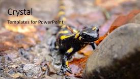  Presentation with closeup of ground spices cumin - Amazing PPT theme having spotted salamander on ground closeup backdrop and a coral colored foreground
