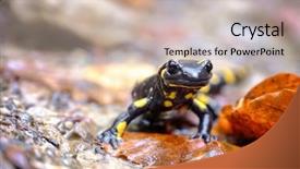  Presentation with closeup of ground spices cumin - Theme enhanced with spotted salamander on ground closeup background and a soft green colored foreground