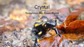  Presentation with closeup of ground spices cumin - Slide deck consisting of spotted salamander on ground closeup background and a soft green colored foreground