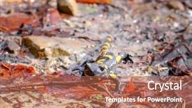  Presentation with closeup of ground spices cumin - Audience pleasing slides consisting of spotted salamander on ground closeup backdrop and a coral colored foreground