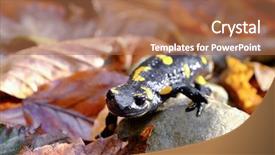  Presentation with closeup of ground spices cumin - PPT layouts with spotted salamander on ground closeup background and a coral colored foreground
