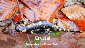  Presentation with closeup of ground spices cumin - Beautiful PPT layouts featuring spotted salamander on ground closeup backdrop and a coral colored foreground