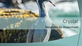  Presentation with south beach - PPT theme featuring spotted-shag-stictocarbo-punctatus-standing background and a light blue colored foreground