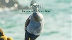  Presentation with south beach - Slide set consisting of spotted-shag-stictocarbo-punctatus-standing background and a soft green colored foreground