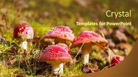  Presentation with season - PPT theme with spotted-toadstools-in-autumn-season background and a tawny brown colored foreground