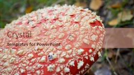  Presentation with woods - PPT theme featuring spotted-toadstools-in-the-woods background and a coral colored foreground