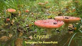  Presentation with woods - Presentation design having spotted-toadstools-in-the-woods background and a tawny brown colored foreground