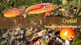  Presentation with woods - Slides with spotted toadstools in the woods background and a tawny brown colored foreground