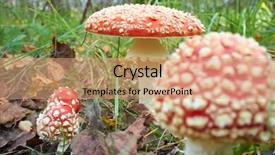  Presentation with woods - Amazing slide deck having spotted toadstools in the woods backdrop and a coral colored foreground