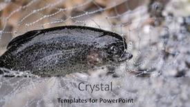  Presentation with fish net - Amazing slides having spotted-trout-fish-captured backdrop and a light gray colored foreground