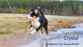  Presentation with old dog - Beautiful slide set featuring spray of water beautiful australian backdrop and a light blue colored foreground