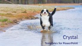  Presentation with cute christmas pug puppy dog - Beautiful presentation featuring spray of water beautiful australian backdrop and a sky blue colored foreground