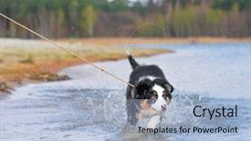  Presentation with old dog - Presentation theme with spray of water beautiful australian background and a  colored foreground