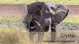  Presentation with kenya - PPT theme consisting of sprays himeslf with cool muddy background and a coral colored foreground