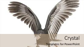  Presentation with old crumpled paper violence against women - Audience pleasing theme consisting of spread wings against white backdrop and a coral colored foreground