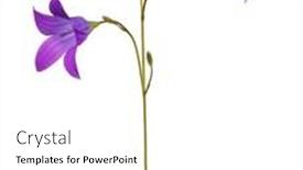  Presentation with background - Amazing theme having spreading-bellflower-isolated-on-white backdrop and a white colored foreground