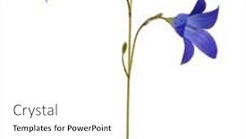  Presentation with monarch butterfly isolated on white - Presentation theme having spreading-bellflower-isolated-on-white background and a white colored foreground