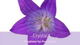  Presentation with background - Presentation theme having spreading-bellflower-isolated-on-white background and a purple colored foreground