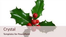  Presentation with christmas holly - Slide deck featuring sprig of european holly ilex background and a lemonade colored foreground