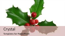  Presentation with holly - Beautiful slide deck featuring sprig of european holly ilex backdrop and a coral colored foreground