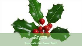  Presentation with holly ghost - PPT theme enhanced with sprig of european holly ilex background and a tawny brown colored foreground