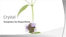  Presentation with oregano - Presentation design consisting of sprig-of-flowering-oregano-origanum background and a white colored foreground