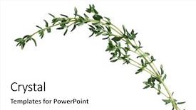  Presentation with thyme - Beautiful PPT theme featuring fallow deer doe in forest backdrop and a wine colored foreground