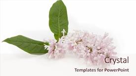  Presentation with white easter lily flowers - Beautiful presentation featuring sprig of lilac flowers isolated backdrop and a lemonade colored foreground