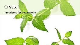  Presentation with cfd white - Amazing PPT theme having sprig of mint on a white background backdrop and a soft green colored foreground