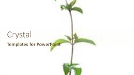  Presentation with peppermint - Slides enhanced with sprig-with-flowers-of-peppermint background and a cream colored foreground