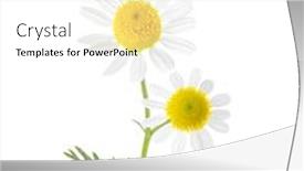  Presentation with white flowers - Colorful slide deck enhanced with sprig-with-two-small-flowers backdrop and a white colored foreground