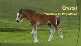  Presentation with welsh - Colorful theme enhanced with sprightly - wild welsh mountain foal trotting backdrop and a  colored foreground
