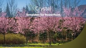  Presentation with cherry blossom - Amazing slides having spring-alley-of-blossom-pink backdrop and a teal colored foreground