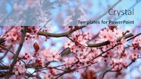  Presentation with cherry blossom - Presentation theme consisting of spring-alley-of-blossom-pink background and a light blue colored foreground