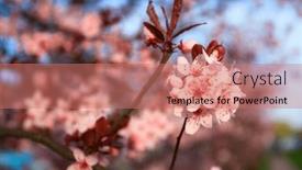  Presentation with cherry blossom - Presentation theme enhanced with spring-alley-of-blossom-pink background and a coral colored foreground