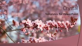  Presentation with cherry blossom - Presentation design with spring-alley-of-blossom-pink background and a coral colored foreground