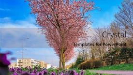  Presentation with cherry blossom - Slide deck featuring spring-alley-of-blossom-pink background and a violet colored foreground