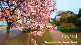  Presentation with cherry blossom - Theme consisting of spring-alley-of-blossom-pink background and a red colored foreground