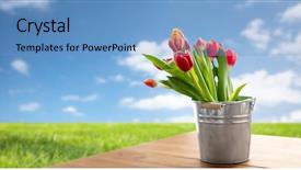  Presentation with blue tulip - Slides consisting of spring and gardening concept - red background and a teal colored foreground