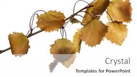  Presentation with spring tree - Audience pleasing presentation consisting of spring aspen tree branch isolated on white background backdrop and a white colored foreground