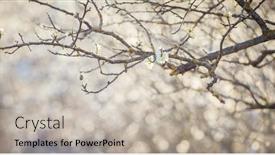  Presentation with spring tree - Colorful slide deck enhanced with spring-background-of-blooming-plum backdrop and a soft green colored foreground