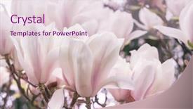  Presentation with magnolia - Colorful PPT layouts enhanced with spring background with blooming magnolia backdrop and a  colored foreground