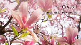  Presentation with magnolia - Slides having spring background with blooming magnolia background and a  colored foreground
